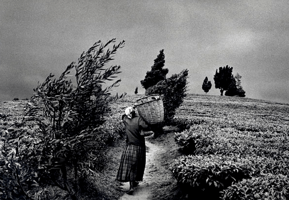 The Gisovo Tea Plantation in Rwanda in 1991.
