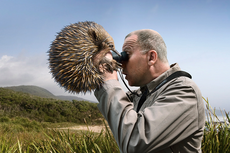 Adam Taylor's Olympus Campaign - Echidna