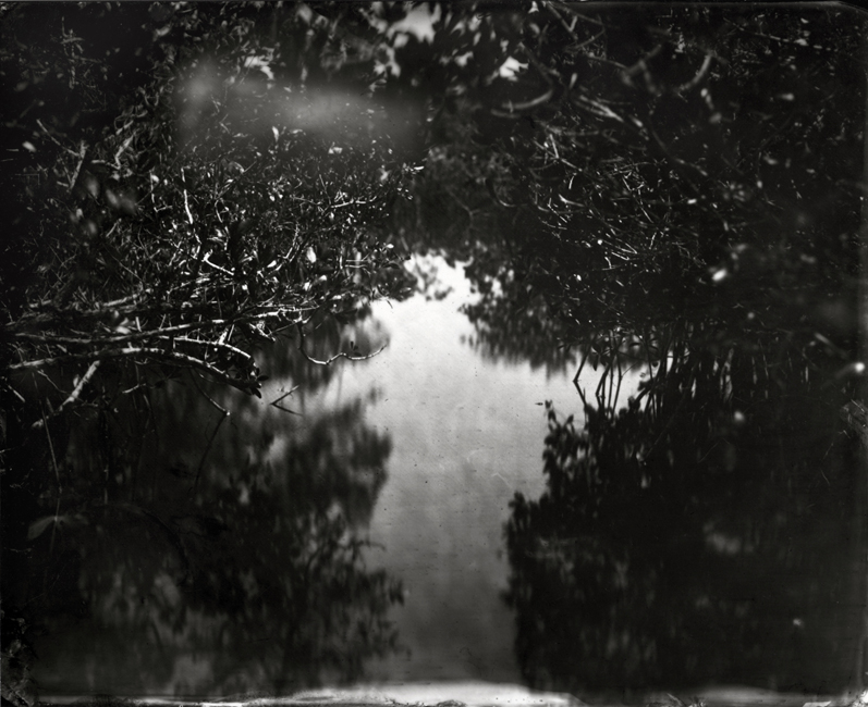 Lisa Elmaleh - Everglades