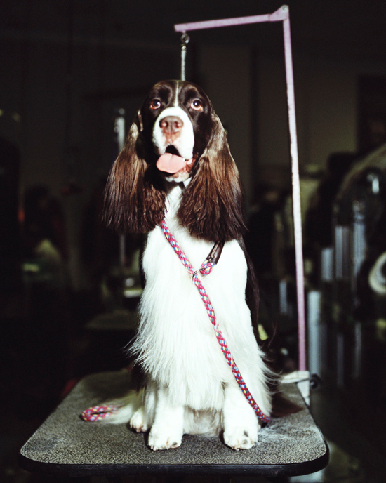 Ryan Pfluger - Nowness - Westminster Dog Show