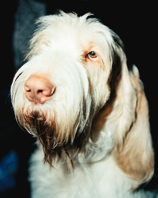 Ryan Pfluger - Nowness - Westminster Dog Show