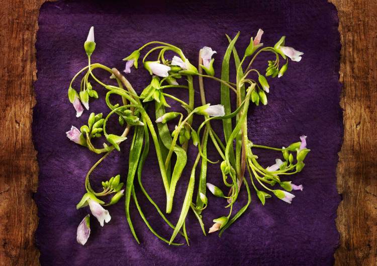 Garnish-Series-3-Claytonia-VirginicaWEB2