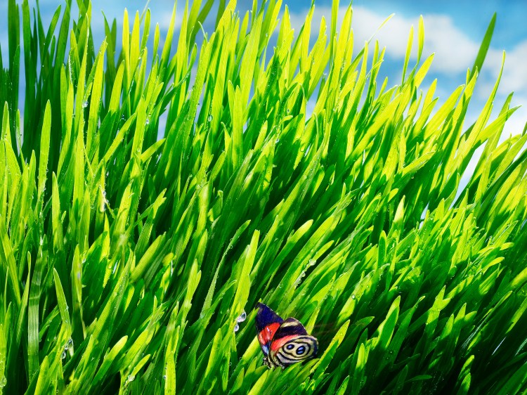 Butterfly in Wheatgrass, butterfly, wheatgrass, crab, vegetables, veggies, salad, animals, delicious, dewy, dew, edible flowers, edibles, food photography, photography, david bishop, still life photography, dramatic lighting david bishop photography 