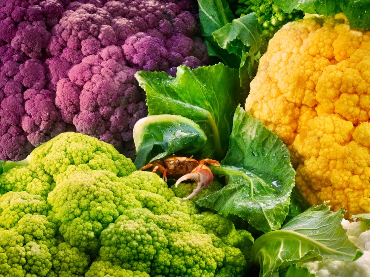 Cauliflower and crab, cauliflower, crab, vegetables, veggies, salad, animals, delicious, dewy, dew, edible flowers, edibles, food photography, photography, david bishop, still life photography, dramatic lighting david bishop photography 