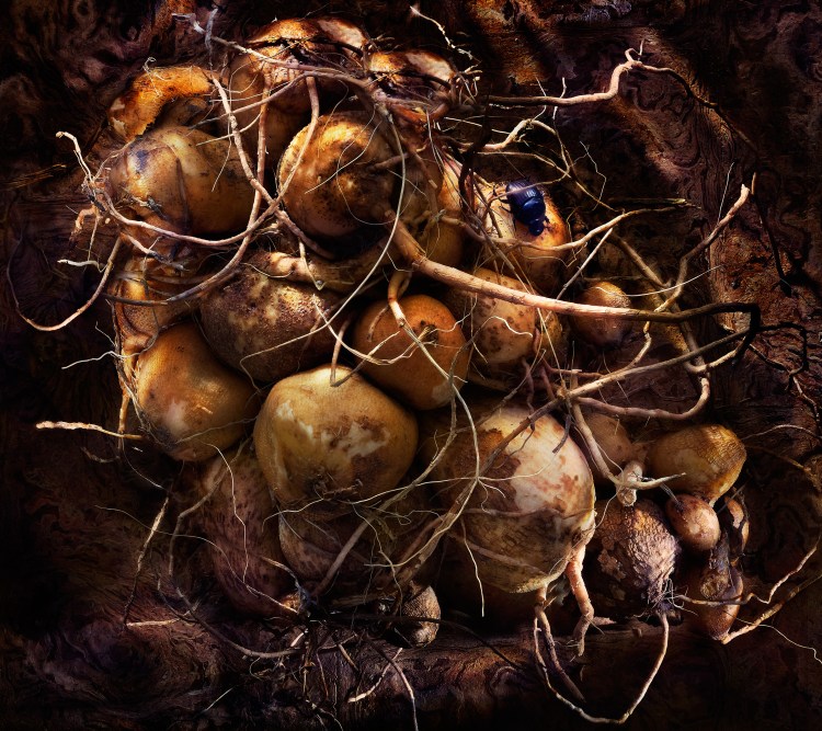 root vegetables, beatle, dark, underground, food photography, photography, david bishop, still life photography, dramatic lighting david bishop photography 