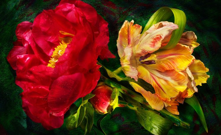 Parrot-and-Peony-3