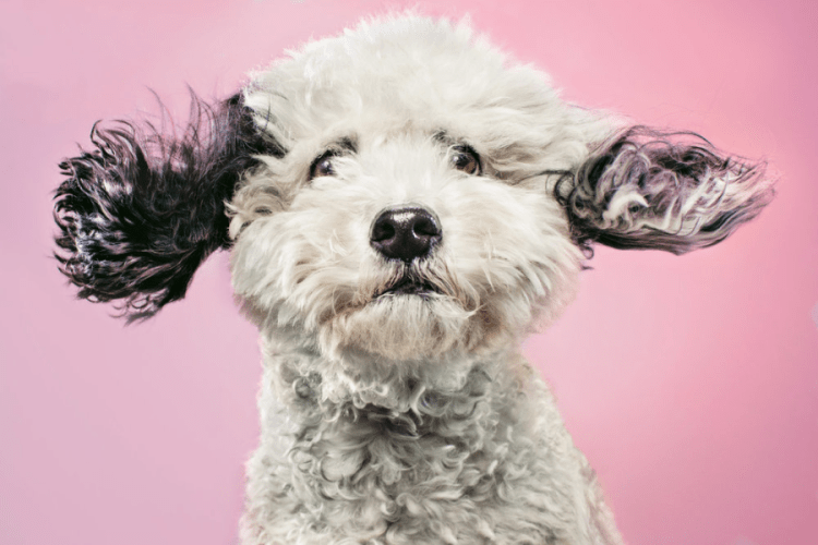 Screen Shot 2017-05-08 at 2.01.30 PM