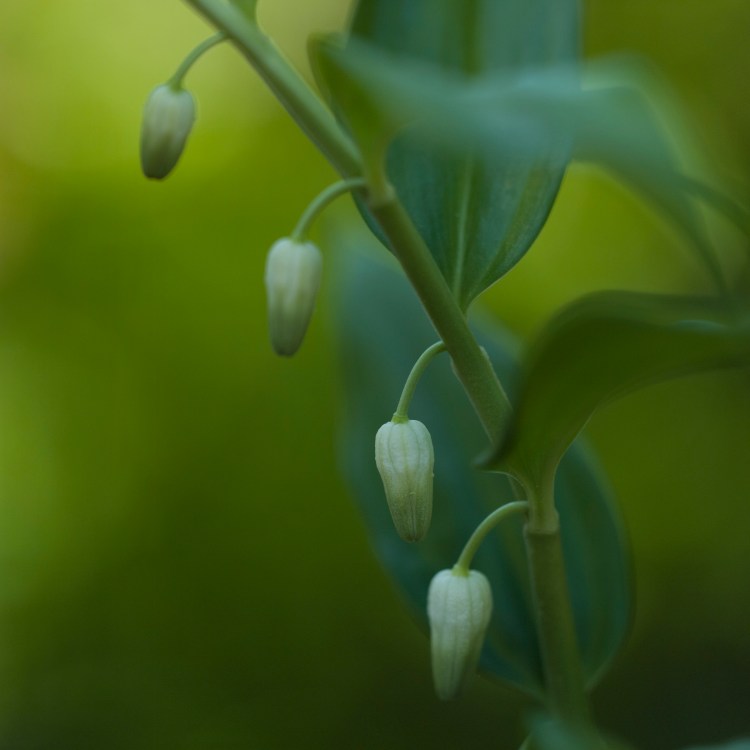 flower, plants, buds, nature, botanical,